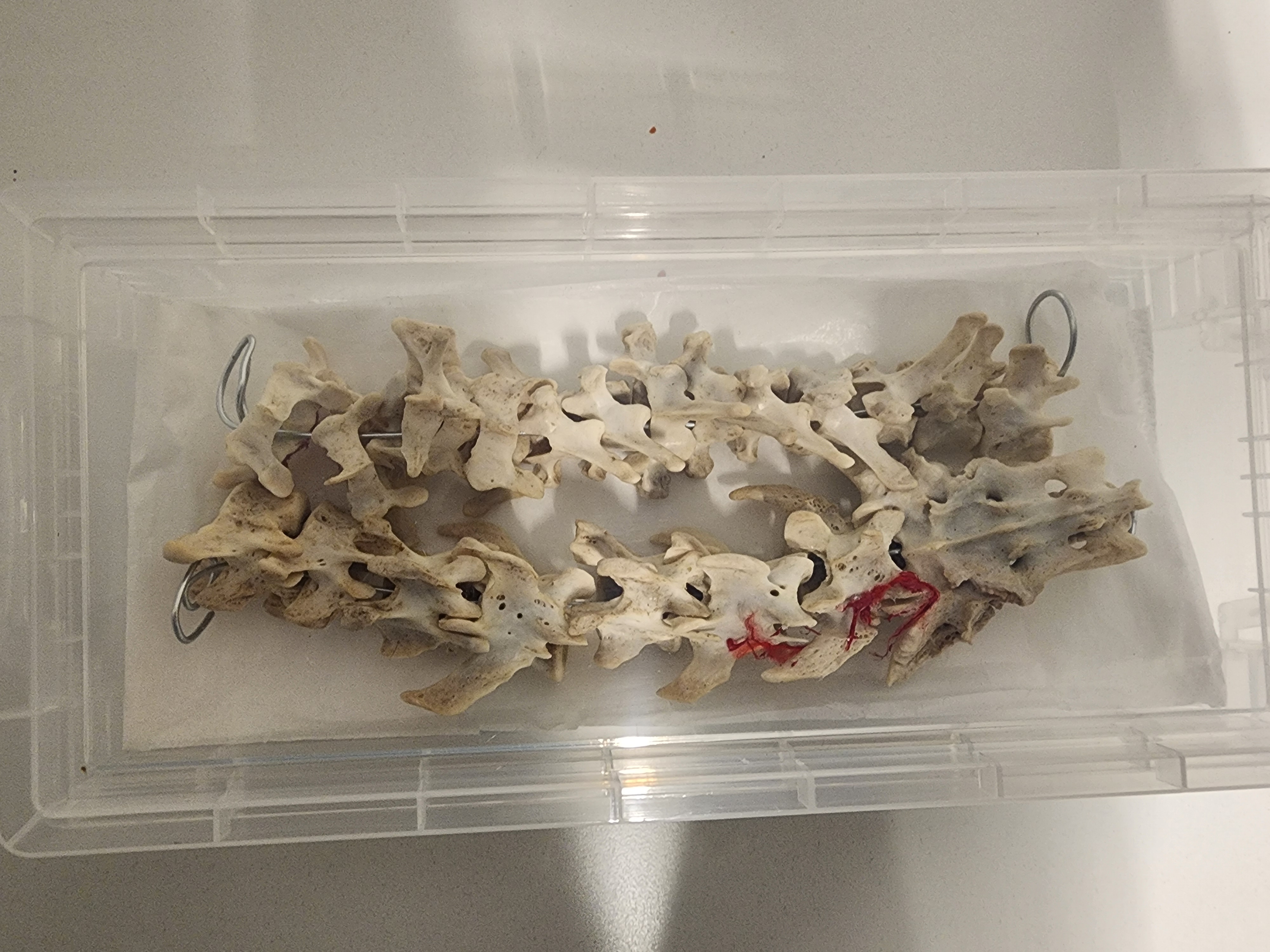 20251211_013409.jpg|350